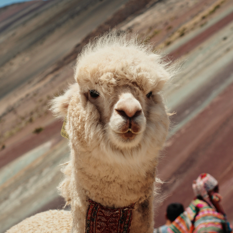 ALPACA